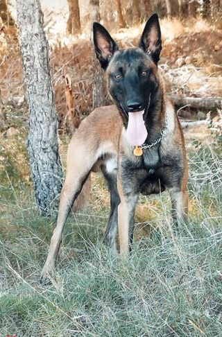 You are currently viewing Verano Azul – Dog Boarding In Nerja