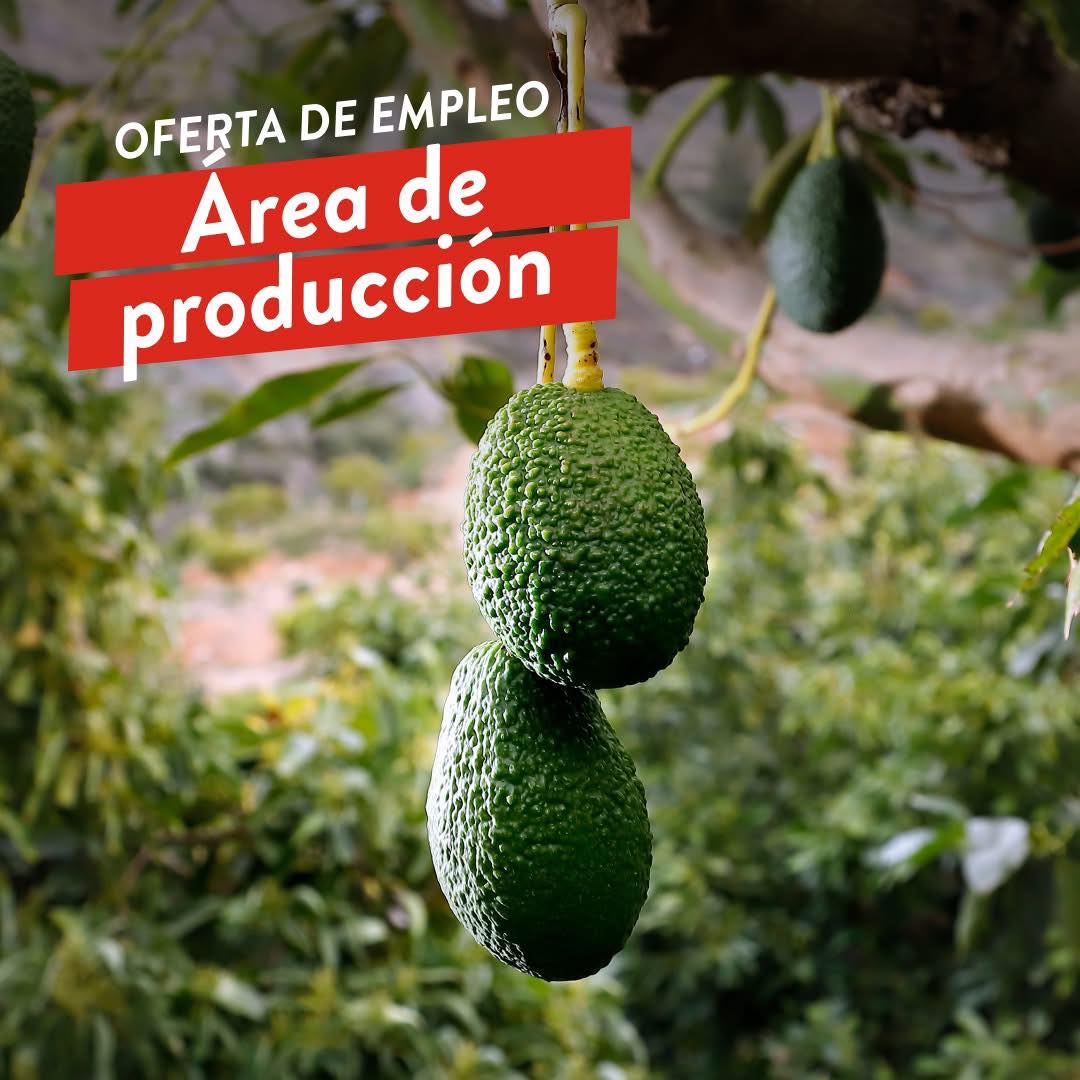 You are currently viewing Jobs: Packaging Handler – Velez-Malaga