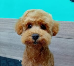 Read more about the article Sara’s Animalshop – Dog Grooming