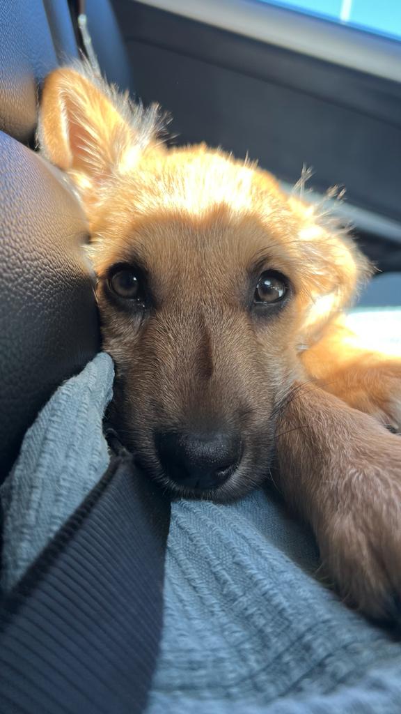 You are currently viewing Save A Life – Dog Rescue